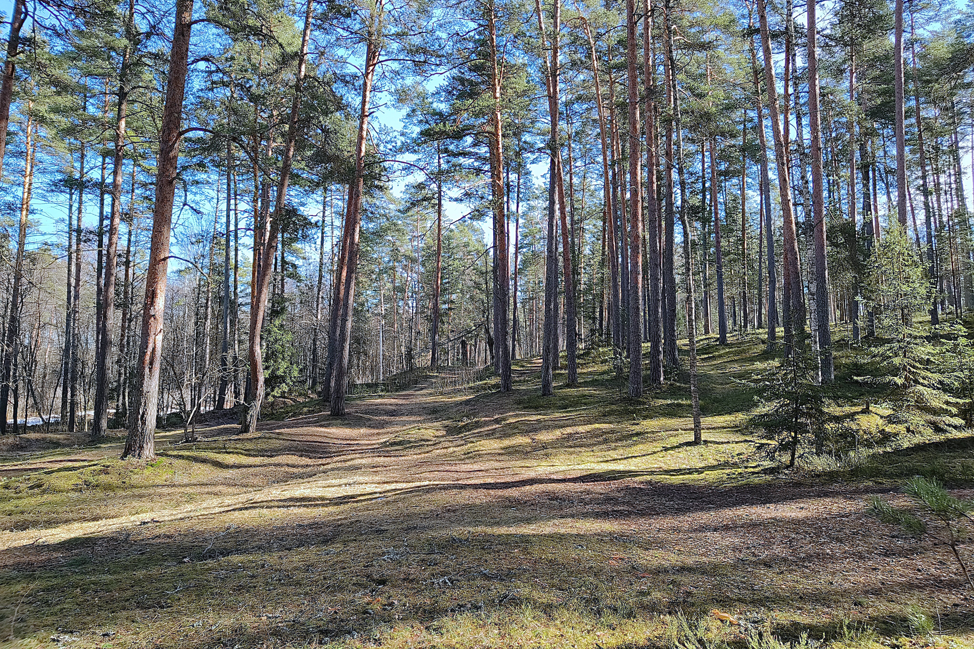 Первая зелень в деревне